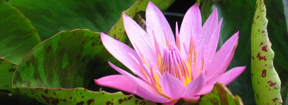 Auf welche Punkte Sie zu Hause vor dem Kauf von Lotusblume kaufen Acht geben sollten!